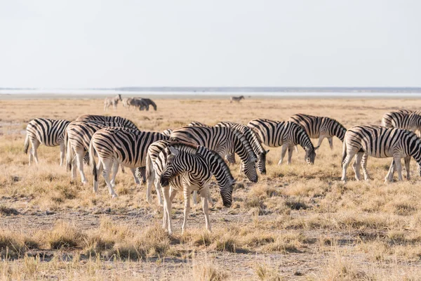 Zebra Group Etosha — Stock Photo, Image