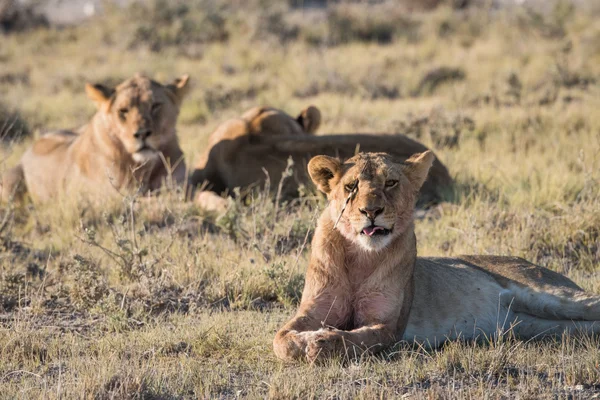 Groupe Lion à Etosha — Photo