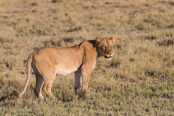 Female Lion alone — Stock Photo, Image