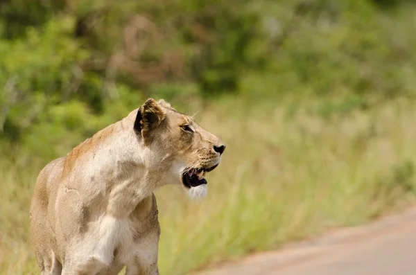 Single female lioness — Stock Photo, Image