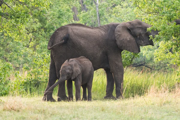 Мама и малыш Слон — стоковое фото