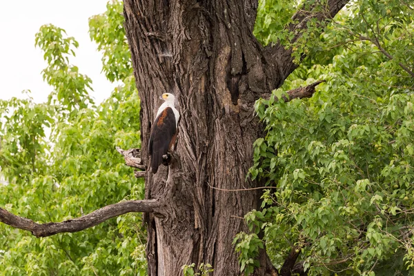 鱼鹰栖息在树上 — 图库照片