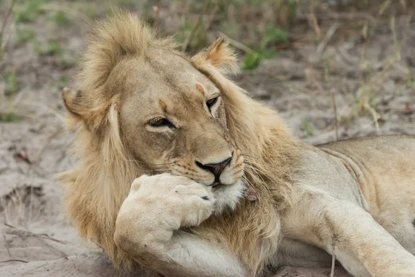 Lion resting chin — Stock Photo, Image