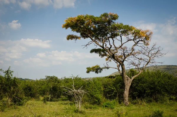 Tek büyük akasya ağacı Loskop Barajı Güney Afrika'da