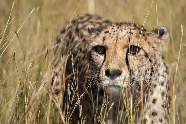 Портрет гепарда в высокой траве — стоковое фото