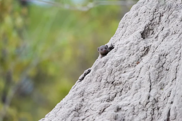 シロアリの塚でドワーフ マングース — ストック写真