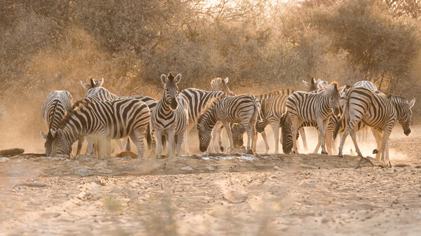 Group of adult and young Plains Zebra (Equus quagga) at water hole, Namibia