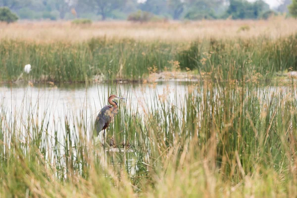 Goliath Heron vada Royaltyfria Stockbilder