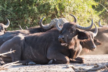 Buffalo oturma grubu