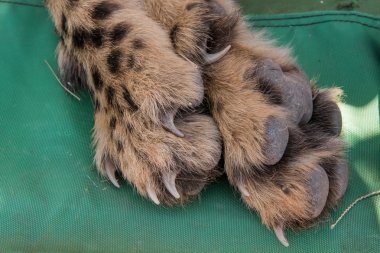 Cheetah foot closeup clipart