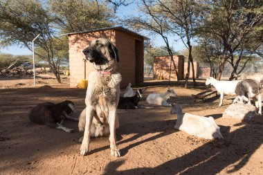 Guarding Dog in Corral with Goats clipart