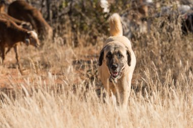 Hayvan koruma köpek portre