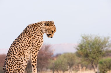 Cheetah aşağı bakıyor