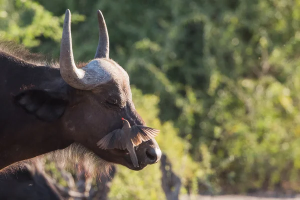 Buffalo ve oxpecker — Stok fotoğraf