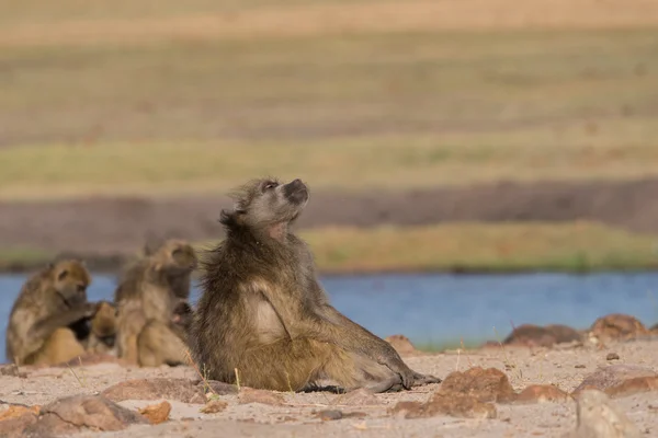 Basking Baboon next to river — Stock Photo, Image