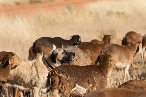 Pecuária cão de guarda — Fotografia de Stock