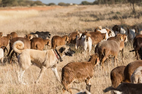 Perro guardián de ganado entre manada — Foto de Stock