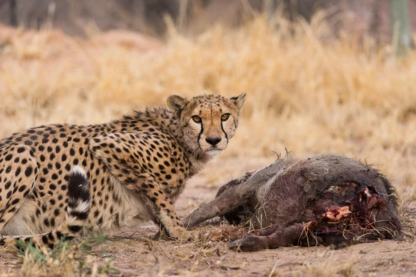 Cheetah yaban domuzu öldürmek — Stok fotoğraf