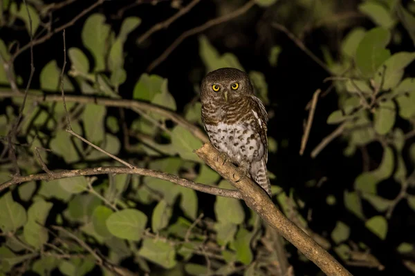 Afrika çubuklu Owlet gece