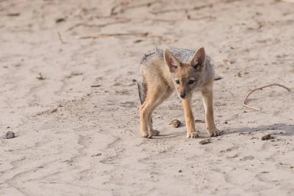 Tek çakal yavru portre