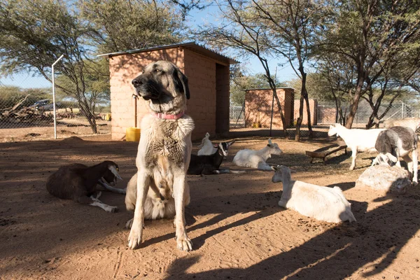 Vakta hunden i Corral med getter — Stockfoto