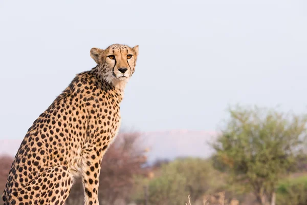 Cheetah sitting on high ground — Stock Photo, Image