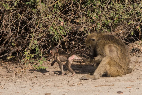 Baboon family time — Stock Photo, Image