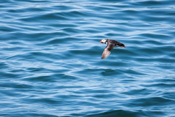 Atlantik Puffin uçan düşük