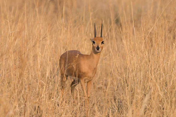 Férfi portré Steenbok fülek vissza — Stock Fotó