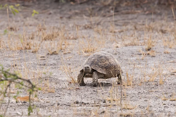 Leopar kaplumbağa yürüyüş