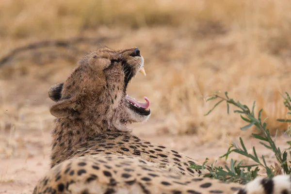 Cheetah yawn after eating — Stock Photo, Image