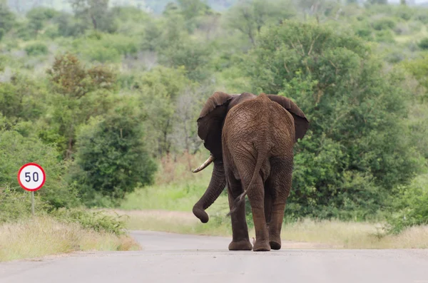 Ограничение скорости слона — стоковое фото