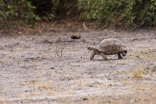 Leopardo tartaruga a piedi — Foto Stock