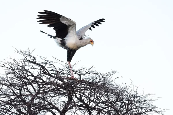 Le secrétaire Bird sort ses ailes — Photo