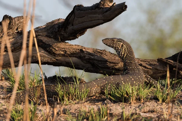 Lézard moniteur du Nil posant — Photo