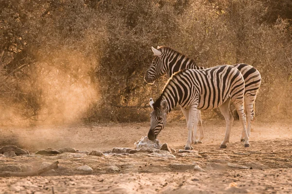 Zebra waterhole sunrise — Stock Photo, Image