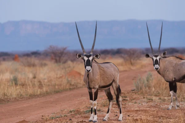 Oryx στέκεται ενάντια Waterberg οροπέδιο — Φωτογραφία Αρχείου