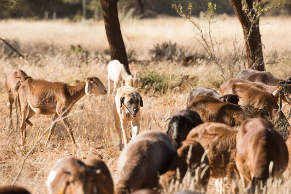 Pecuária cão de guarda — Fotografia de Stock