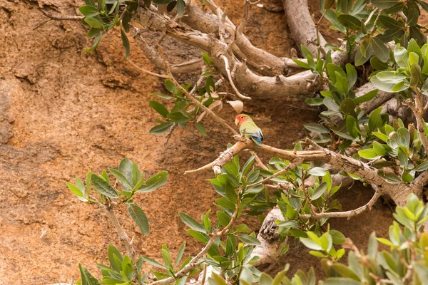 Rosiger Turteltaubenvogel — Stockfoto