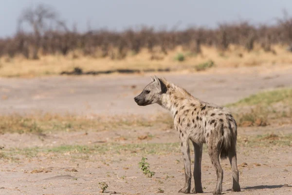 Young skvrnitá hyena profil — Stock fotografie