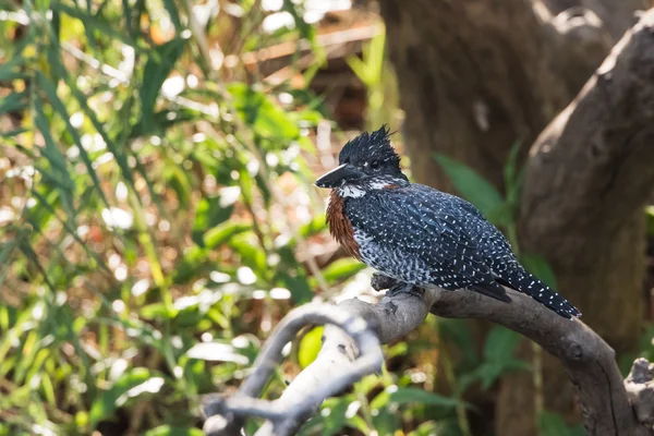 Rieseneisvogel am Fluss — Stockfoto