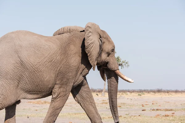 Мужской слон Ботсвана — стоковое фото