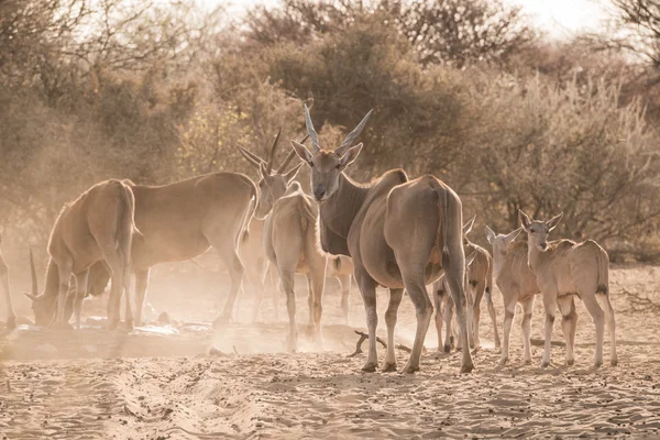 Είδος αντιλόπης οικογένεια στο waterhole — Φωτογραφία Αρχείου