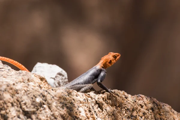 African Readhead Agama sur le rocher — Photo