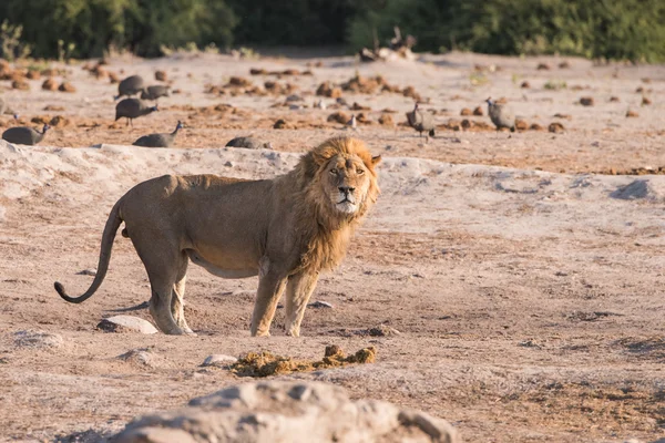 Single Male Lion — Stock Photo, Image