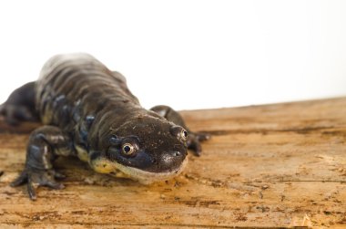 Kaplan Salamander portre