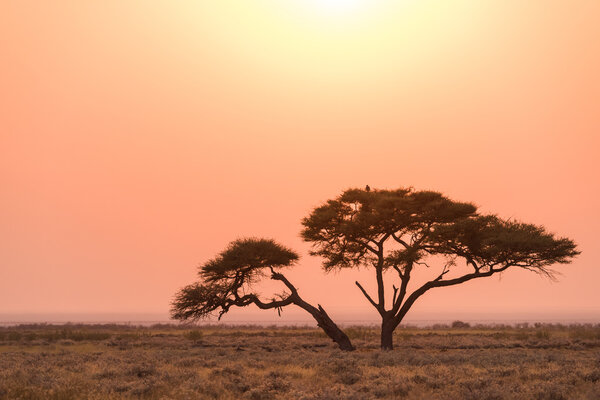 Etosha Acacia Tree Sunrise, Etosha National Park, Namibia