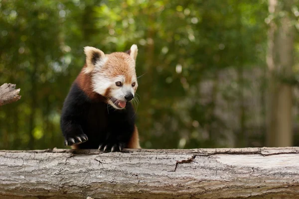 Red panda portre
