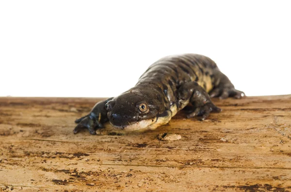 Retrato de salamandra tigre — Fotografia de Stock