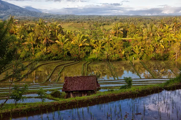 Green Terraced Rice Field en Bali, Indonesia — Foto de Stock
